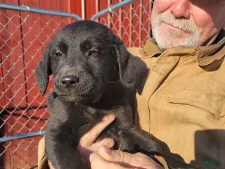 Golden Shepherd dogs for sale: Golden Shepherd Chet - Ad 2