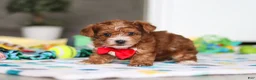 Yorkiepoo dogs for sale: Mason - Ad 6