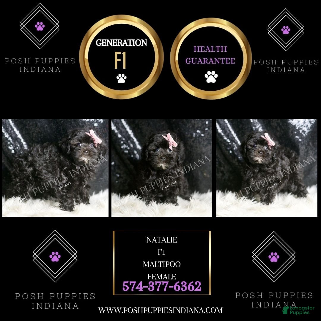 Maltipoo dogs for sale: Natalie - Ad 2