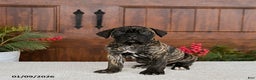 Cane Corso dogs for sale: Tank - Ad 3