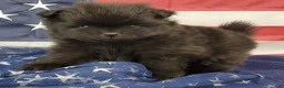 Pomeranian dogs for sale: Gage - Ad 8