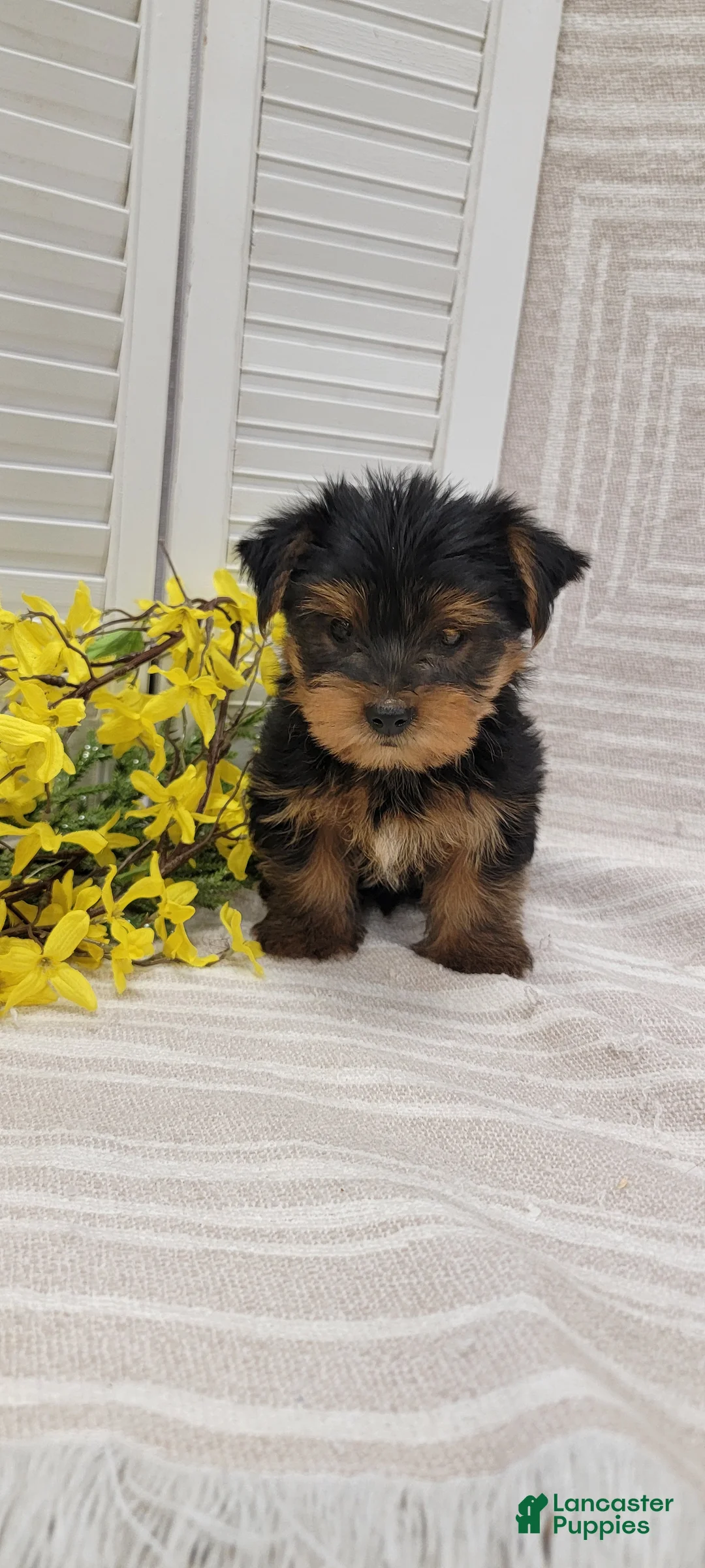 Yorkshire Terrier dogs for sale: Buster - Ad 6