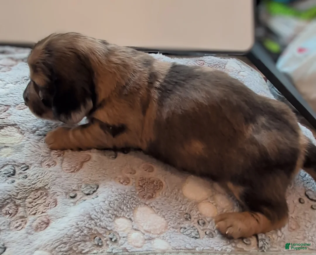 Miniature Dachshund dogs for sale: Harvey - Ad 2