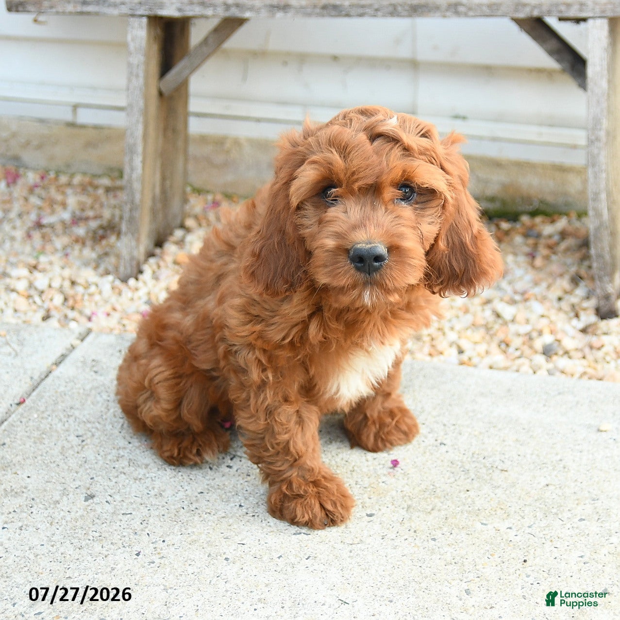 Cavapoo dogs Franklin - Ad 2