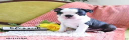 Boston Terrier dogs for sale: Ashton - Ad 3