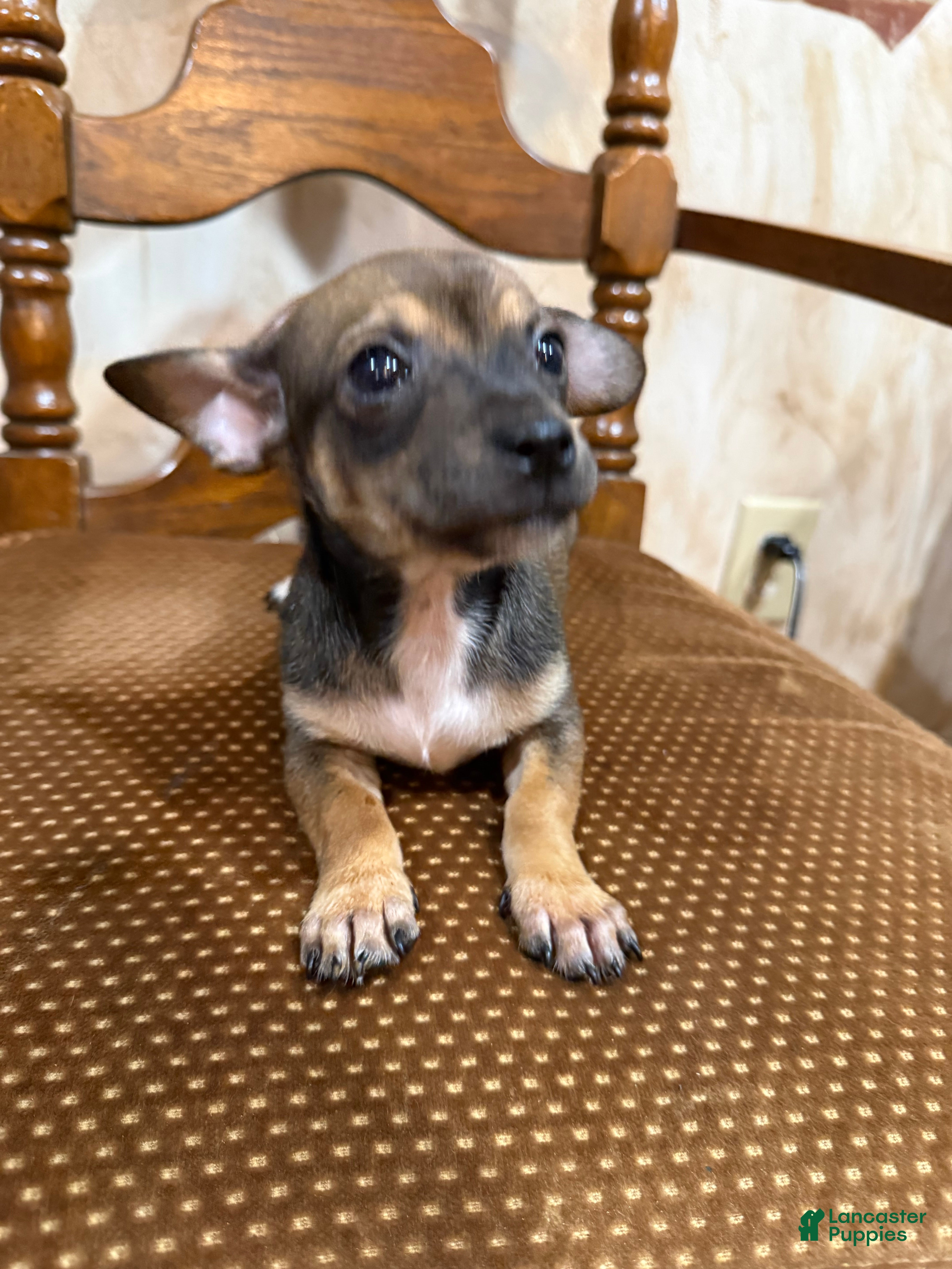 Chihuahua dogs Mini samson - Ad 1