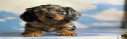 Miniature Dachshund dogs for sale: Akc Kirby LH OFA PRA clear chocolate carrier  - Ad 6