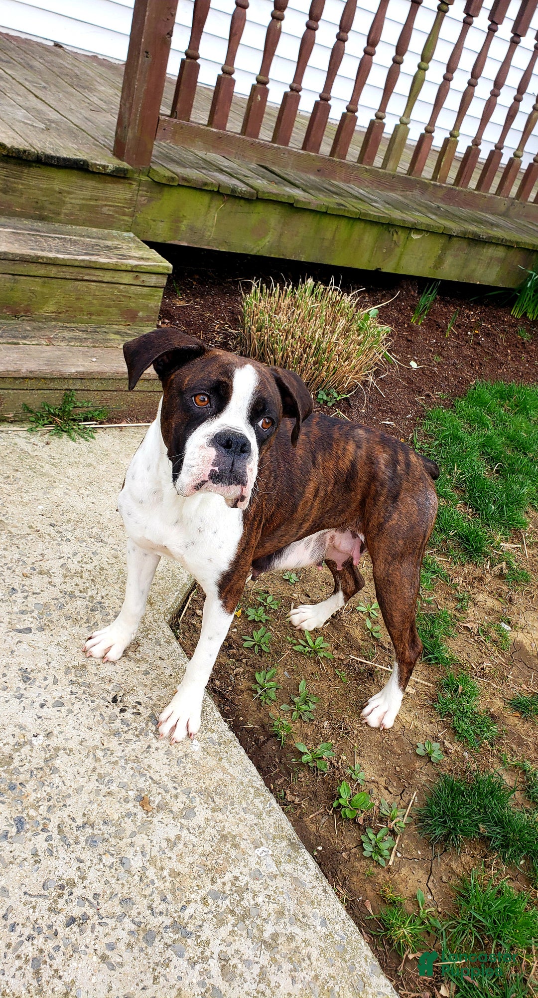 Boxer dogs for sale: Cinnamon - Ad 6