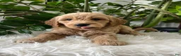 Mini Goldendoodle dogs for sale: Cedric  - Ad 3