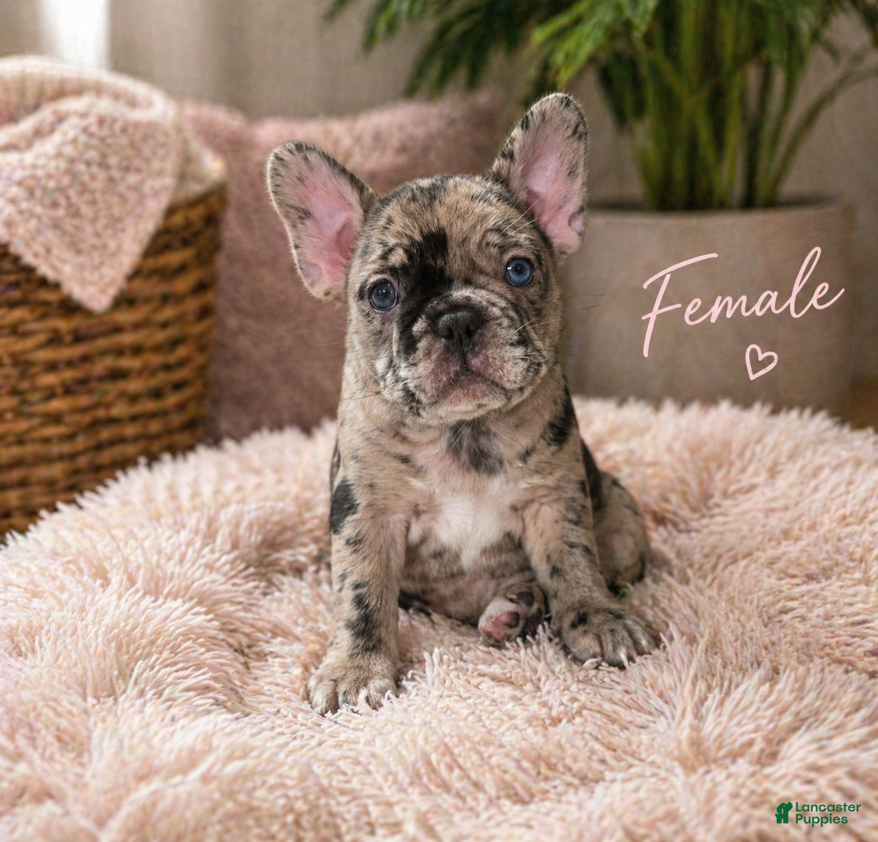 French Bulldog dogs Mag - Ad 1