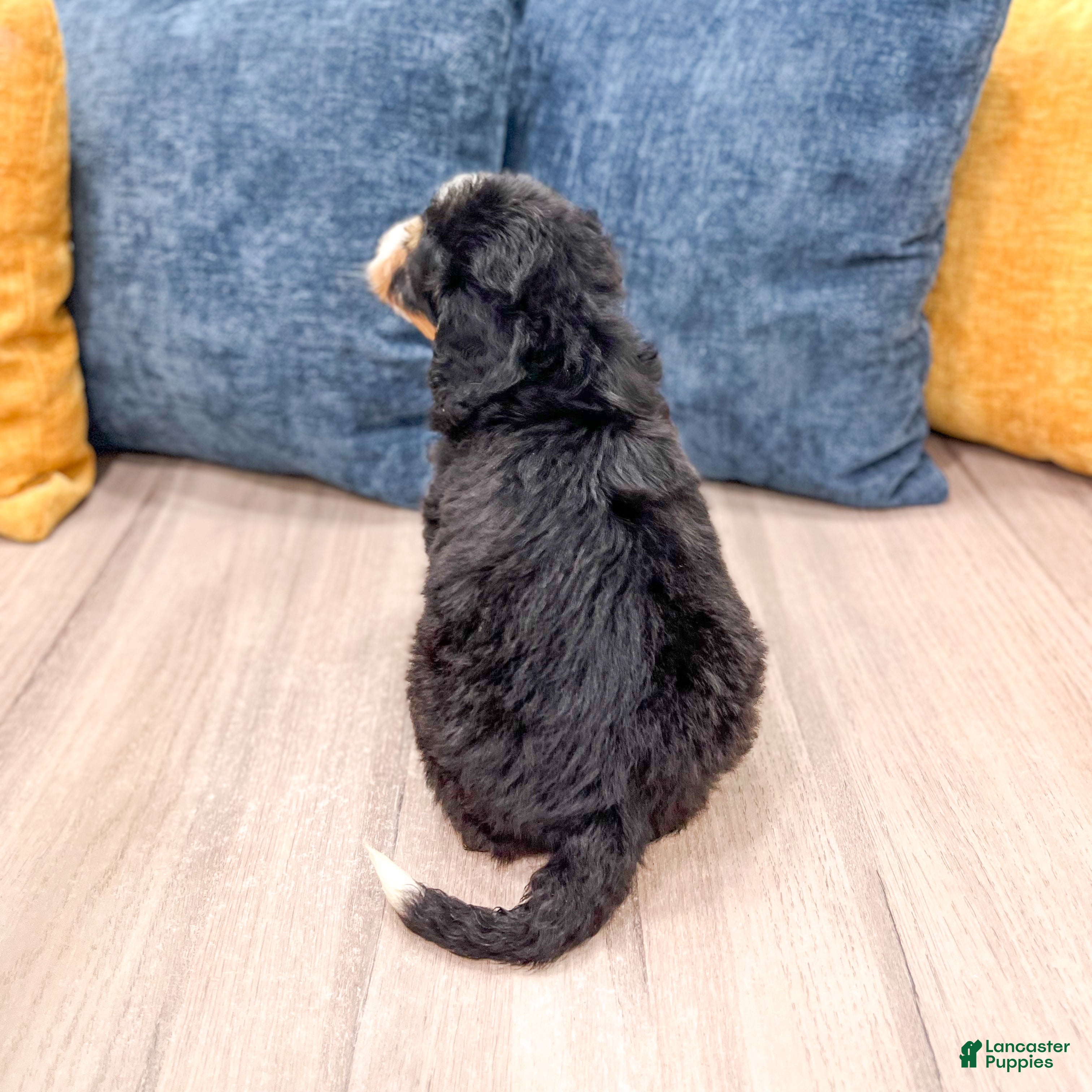 Mini Bernedoodle dogs for sale: Abby - Ad 5