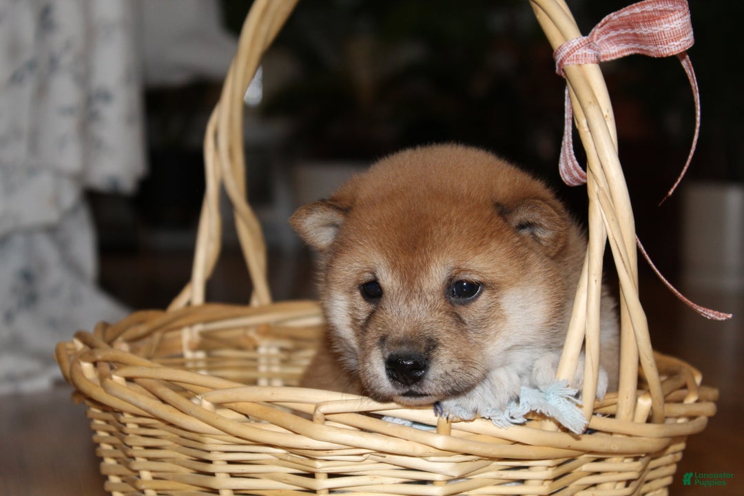 Shiba Inu dogs for sale: Tallie - Ad 1