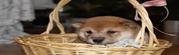 Shiba Inu dogs for sale: Tallie - Ad 4