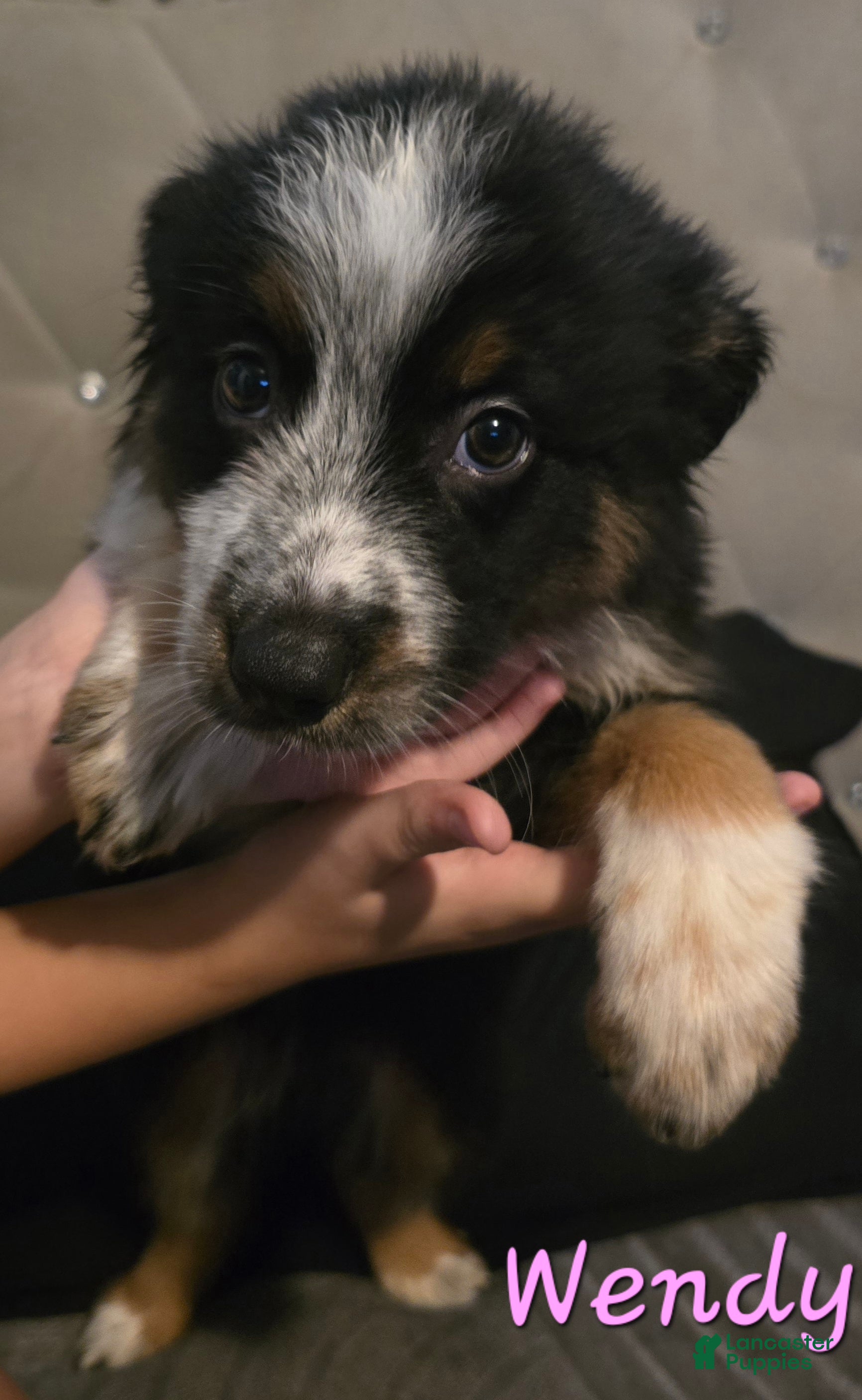 Mixed Breed dogs Female (Wendy) - Ad 10