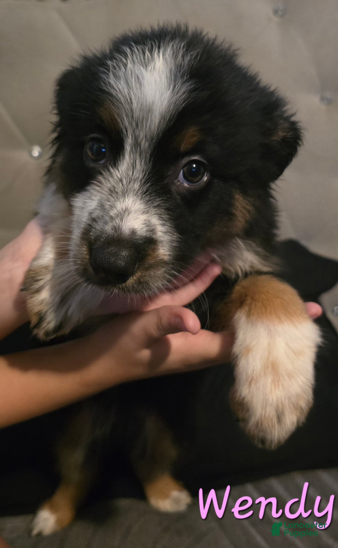 Mixed Breed dogs for sale: Female (Wendy) - Ad 1