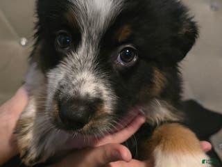 Mixed Breed dogs Female (Wendy) - Ad 36