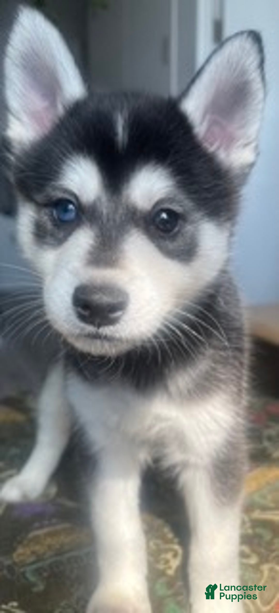 Alaskan Klee Kai dogs for sale: Jaehaerys the conciliator - Ad 2