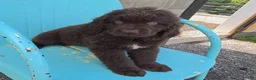Newfoundland dogs for sale: Rose - Ad 5
