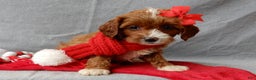 Cavapoo dogs for sale: Noelle - Ad 4