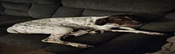 German Shorthaired Pointer dogs for sale: Daisy - Ad 2
