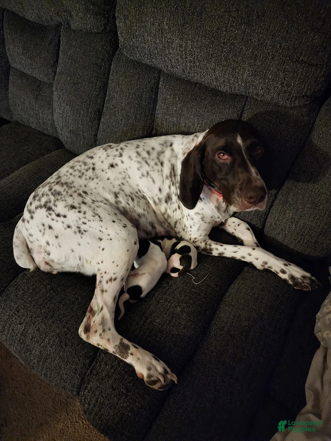 German Shorthaired Pointer dogs for sale: Daisy - Ad 2
