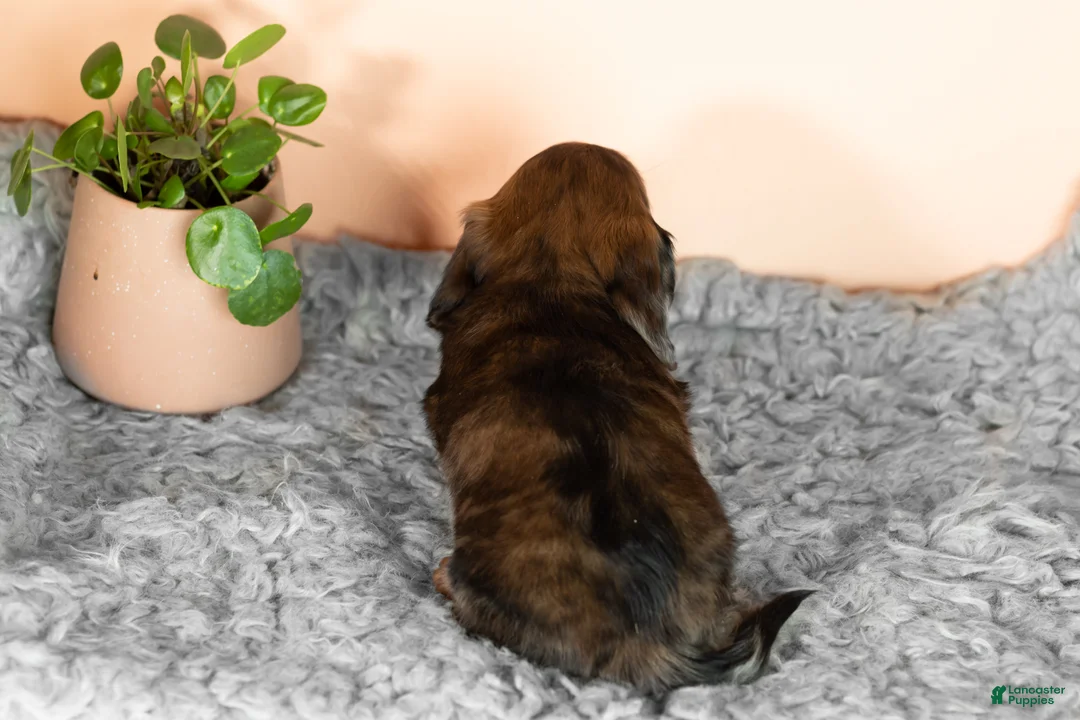 Miniature Dachshund dogs for sale: Bella  - Ad 5