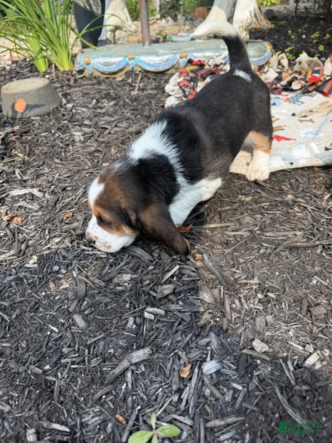 Basset Hound dogs for sale: George - Ad 3