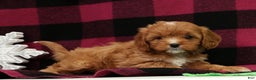 Cavapoo dogs for sale: Angel - Ad 7