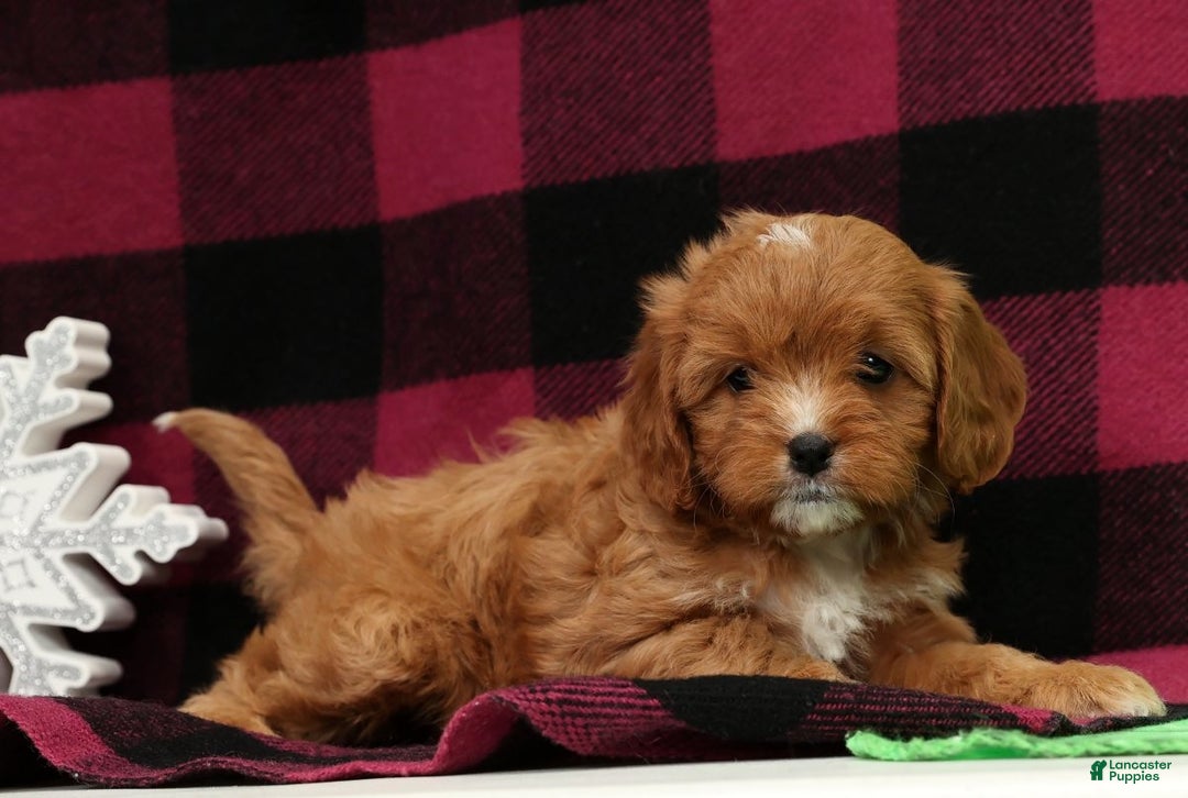 Cavapoo dogs for sale: Angel - Ad 7