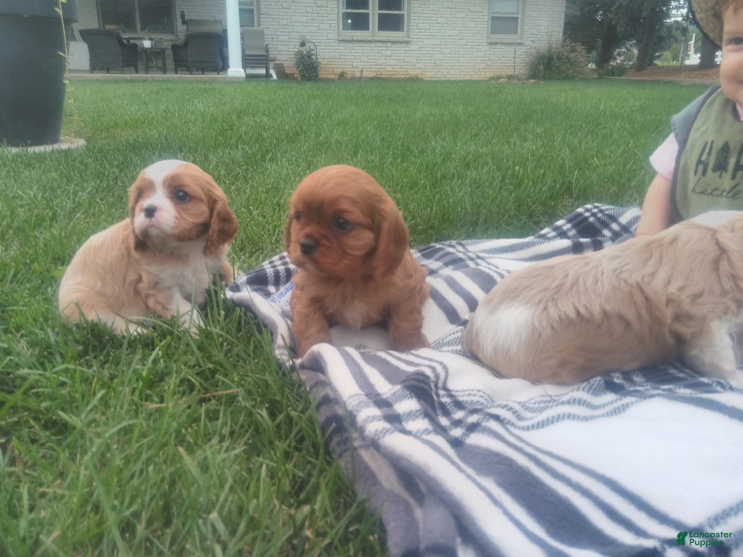 Cavalier King Charles Spaniel dogs for sale: Max - Ad 2