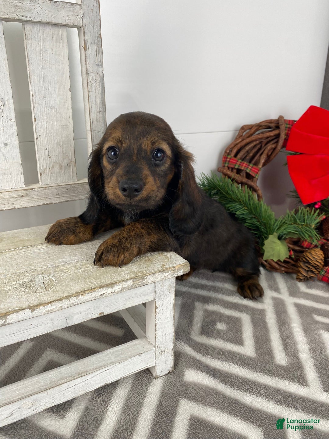 Miniature Dachshund dogs for sale: Bella - Ad 2