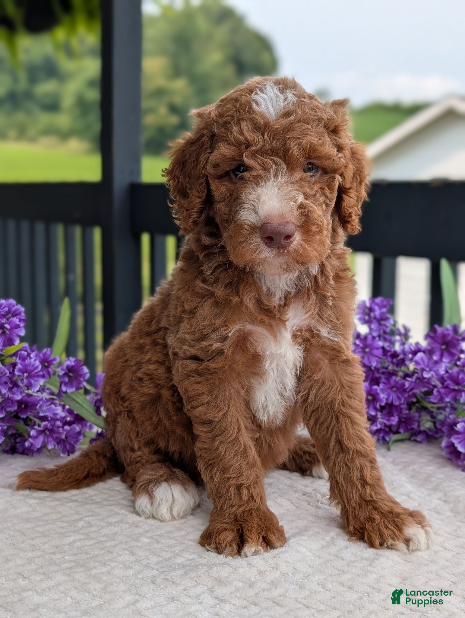 Goldendoodle dogs Charlie - Ad 1