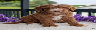Charlie