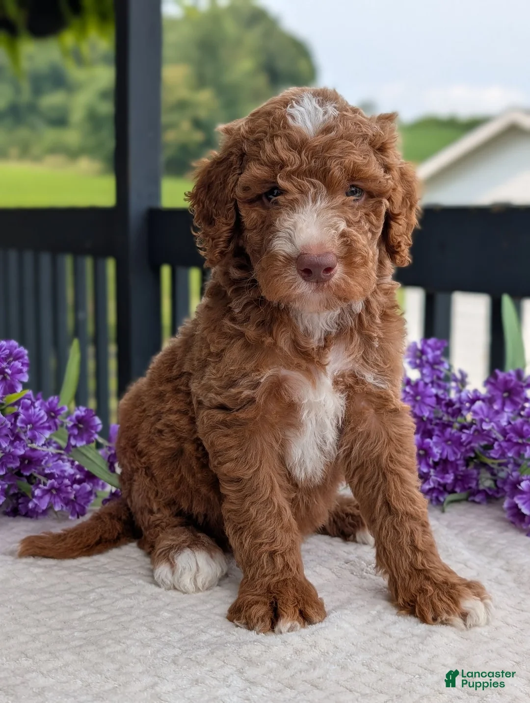 Goldendoodle dogs for sale: Charlie - Ad 1
