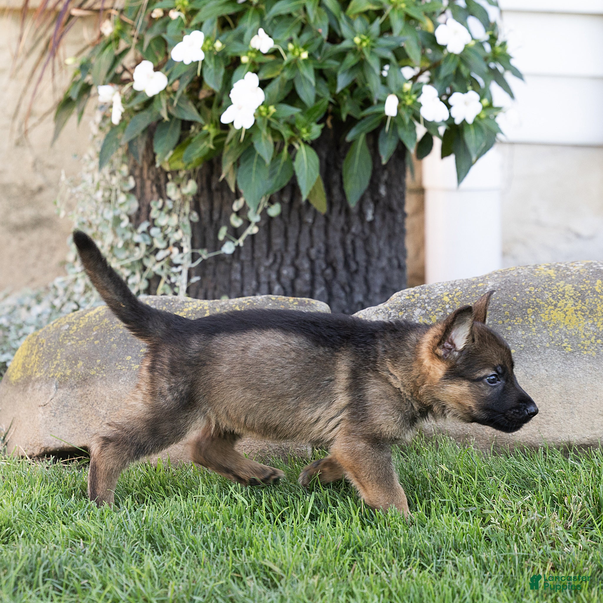 German Shepherd dogs Saul German Shepherd  - Ad 2