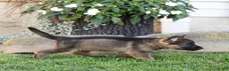 German Shepherd dogs for sale: Saul German Shepherd  - Ad 2