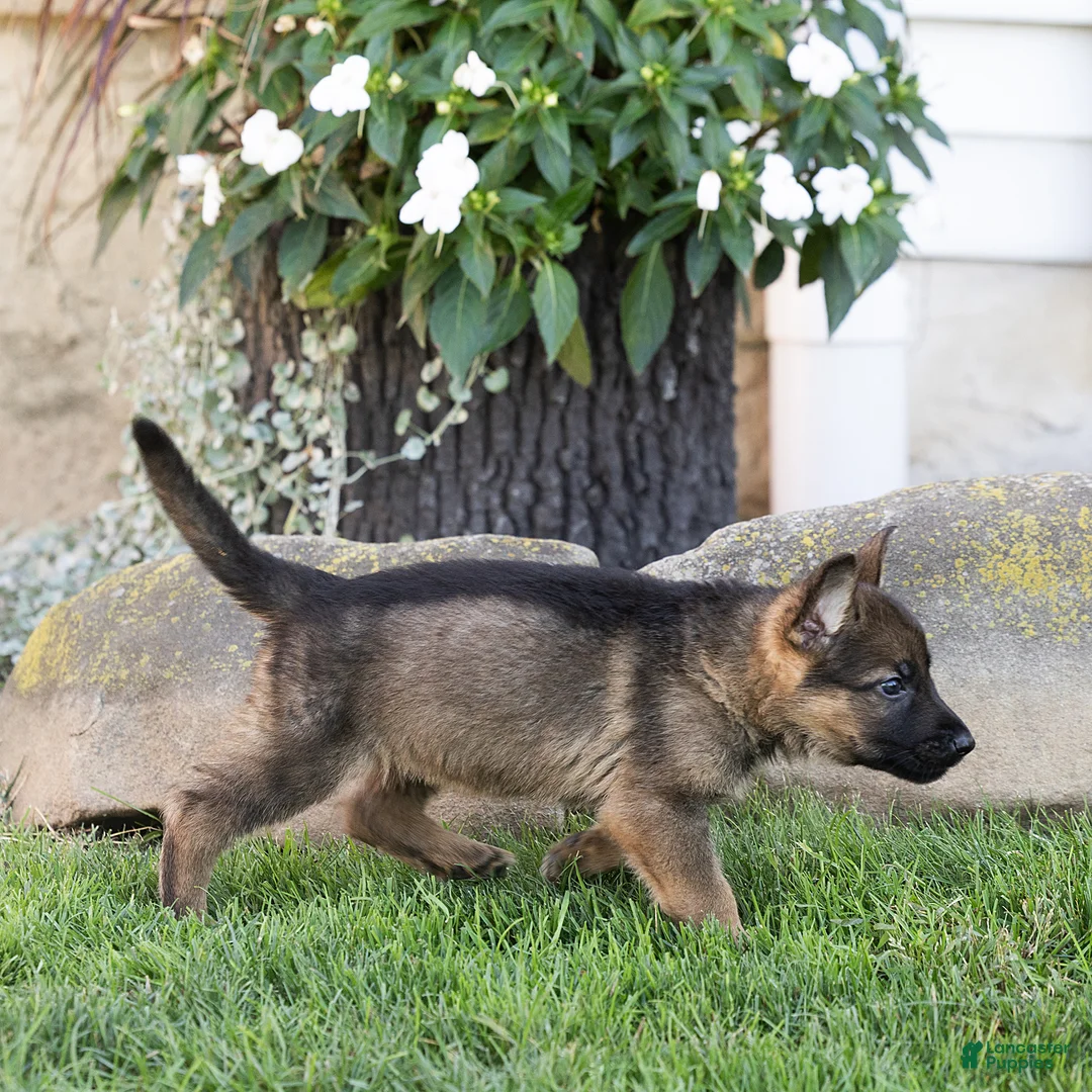German Shepherd dogs for sale: Saul German Shepherd  - Ad 2