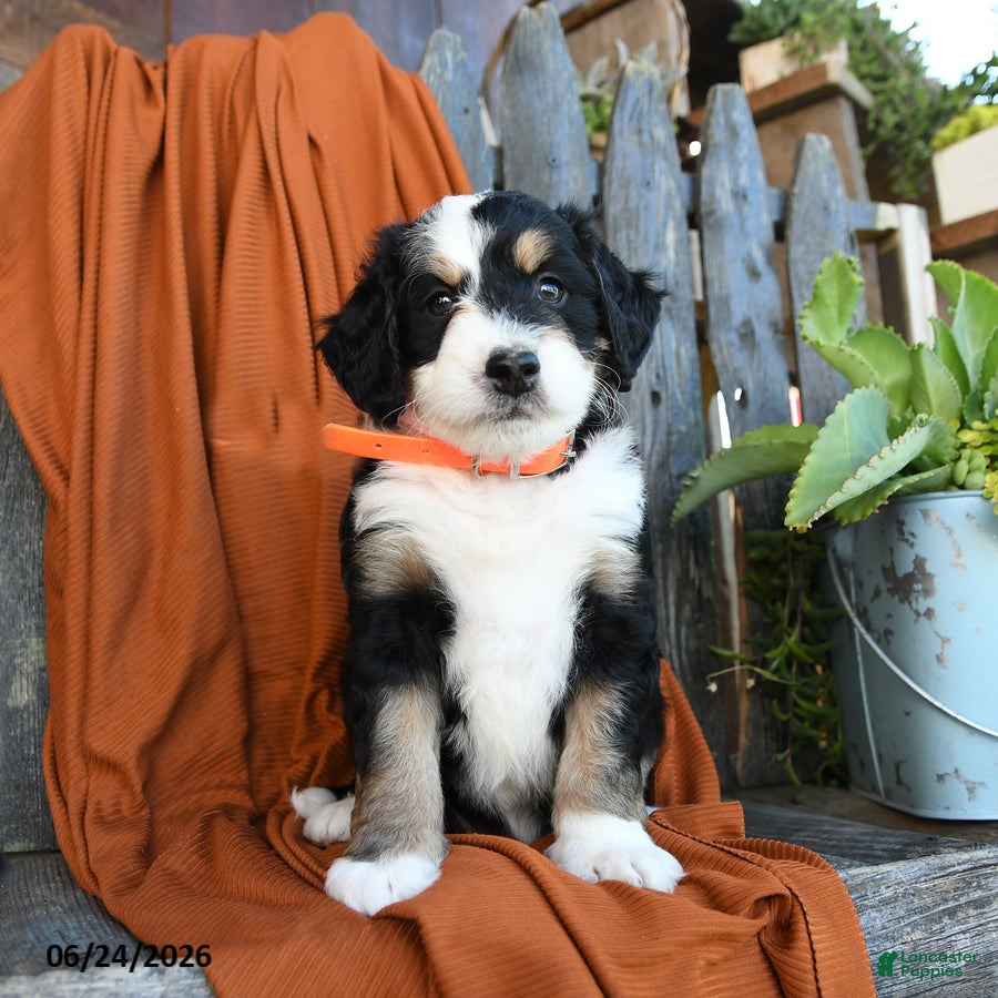 Bernedoodle dogs Queeny - Ad 1
