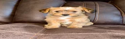 Yorkshire Terrier dogs for sale: Yorkshire Terrier 1 - Ad 3