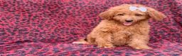 Mini Goldendoodle dogs for sale: Darcy - Ad 7