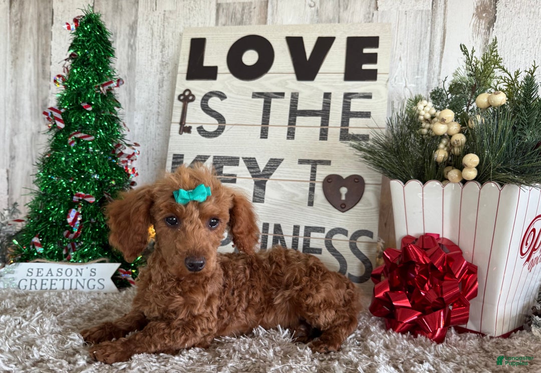 Toy Poodle dogs for sale: Pansy - Ad 4