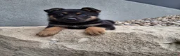 German Shepherd dogs for sale: Karl - Ad 7