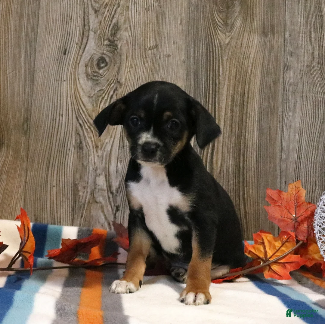 Mixed Breed dogs for sale: Tommy - Ad 3