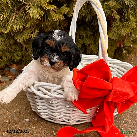 Cavapoo dogs Coconut - Ad 18