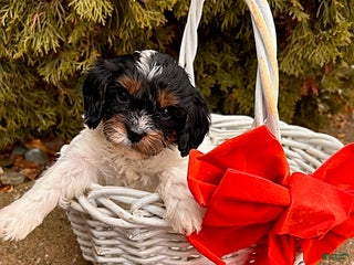 Cavapoo dogs Coconut - Ad 17