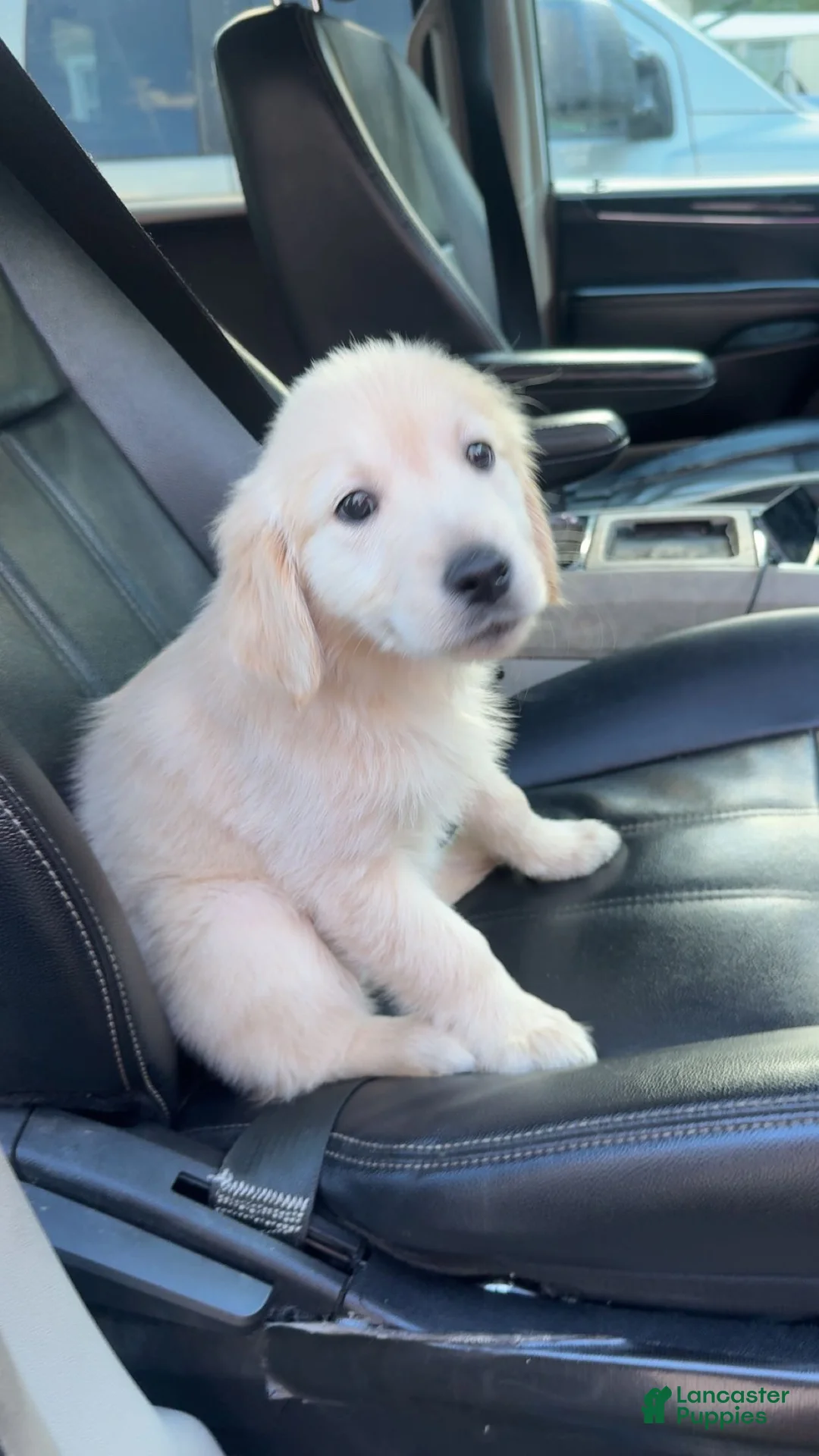 Golden Retriever dogs for sale: Bell - Ad 1