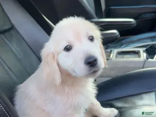 Golden Retriever dogs Bell - Ad 31