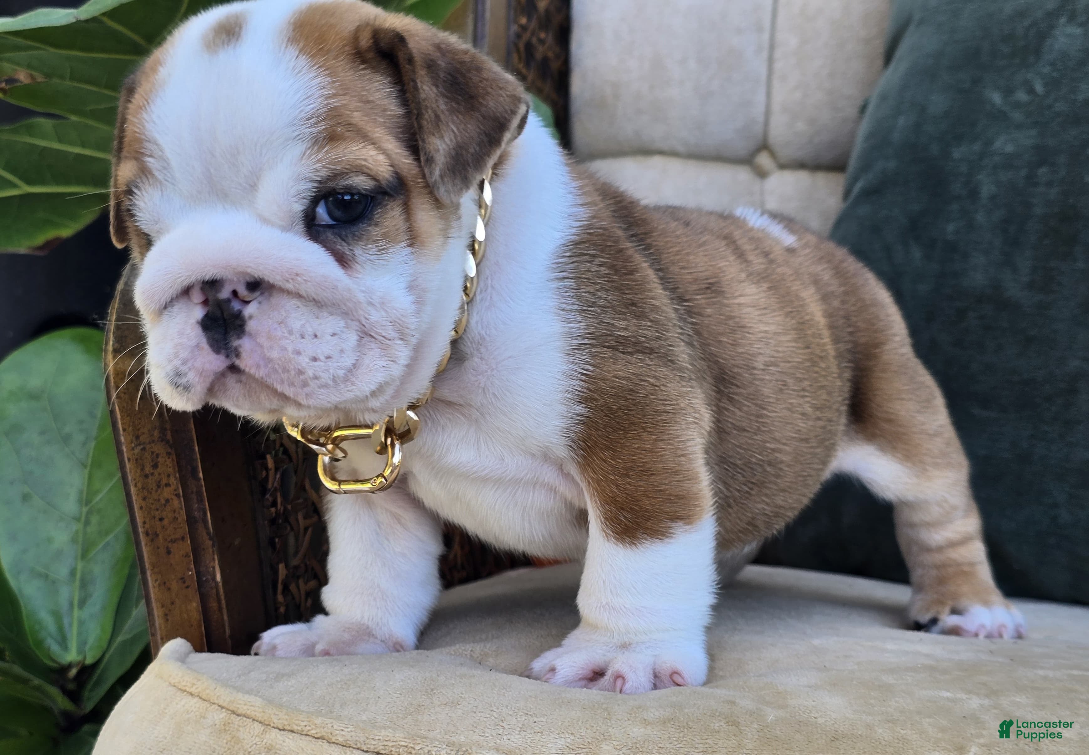 English Bulldog dogs Diesel - Ad 2