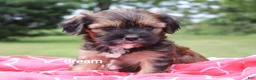 Mixed Breed dogs for sale: Jolie - Ad 4