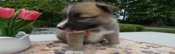 Welsh Corgi Pembroke dogs for sale: Puppy 4 Teddy - Ad 4